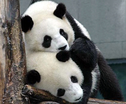 四川卧龙开建世界最大大熊猫繁育基地