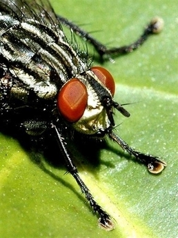 瑞士科学家：笨苍蝇更长寿