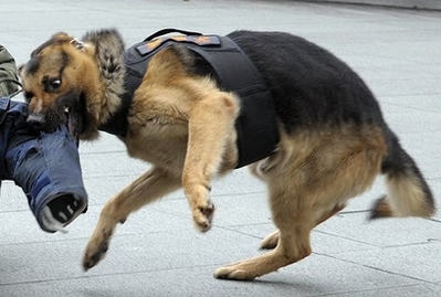 挪威法院：警犬也是“公务员”