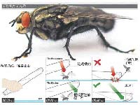 科学家教你如何打苍蝇