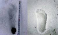 日本探险队发现“雪人”脚印