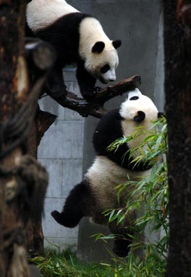 Panda pair arrive in Taiwan