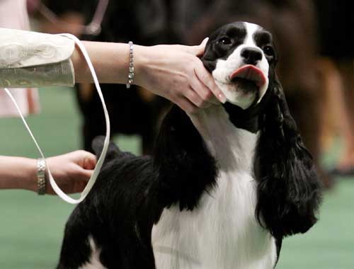 2009 Westminster Dog Show in New York