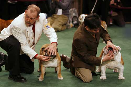 2009 Westminster Dog Show in New York
