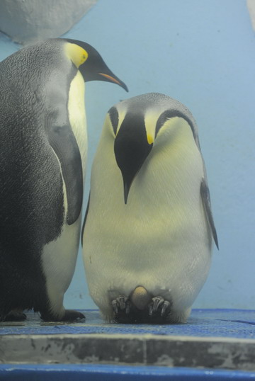 First emperor penguin egg laid in China