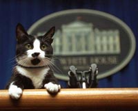 克林顿时期第一猫“袜子”去世