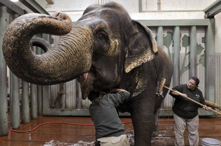 Lucy the elephant gets a bath