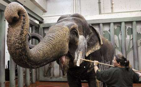 Lucy the elephant gets a bath
