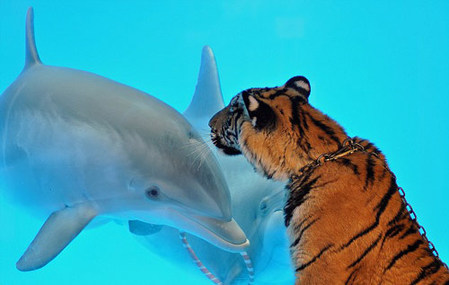 Dolphin greets tiger with bubbles