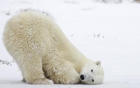 Amazing polar bear photos <BR>北极熊罕见珍贵照曝光
