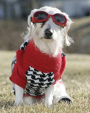 Oldest dog needs goggles <BR>102岁'狗寿星'出门带眼镜