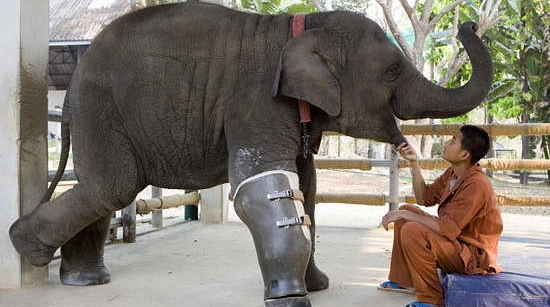 Elephant gets prosthetic leg <BR>触雷大象装上假肢(图)