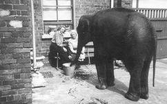 英动物园为二战幸存小象寻找曾经主人