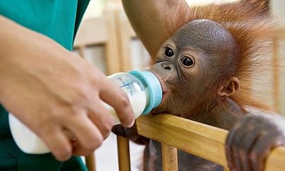 World's 1st orangutan hospital<BR>猩猩'儿童医院'亮相(图)