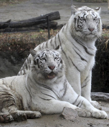 White tigers in South Korea