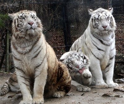White tigers in South Korea