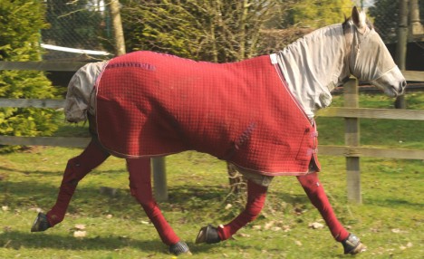 Horse allergic to grass <BR>英国马'草过敏'穿防护服