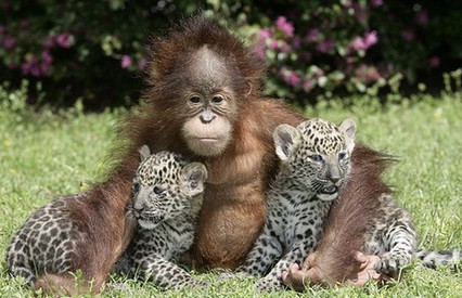 Leopards nestle on orangutan <BR>猩猩怀抱孪生小豹(图)