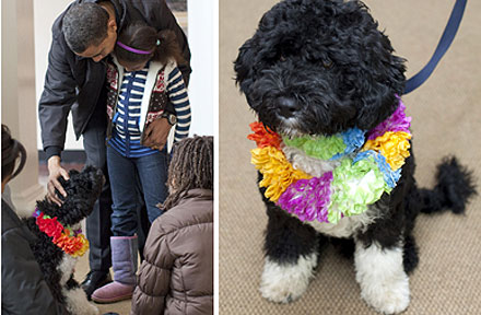 白宫第一狗选定葡萄牙水犬 取名Bo