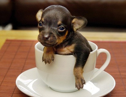 Mini dog inside teacup <BR>迷你狗可装进茶杯(图)