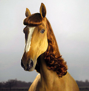 Horses' fashion hairstyles <BR>马儿也有潮流发型(图)