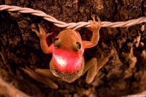 Frog lit after gulping bulb <BR>树蛙吞灯泡变圣诞彩灯