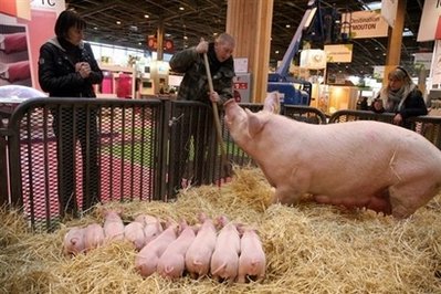 以色列建议猪流感改称墨西哥流感