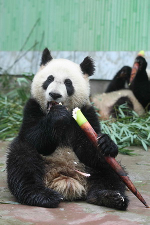 Pandas meet the public before going to Beijing