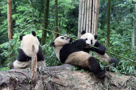 Pandas meet the public before going to Beijing