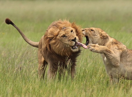 Jealous lioness grabs hubby by the tongue
