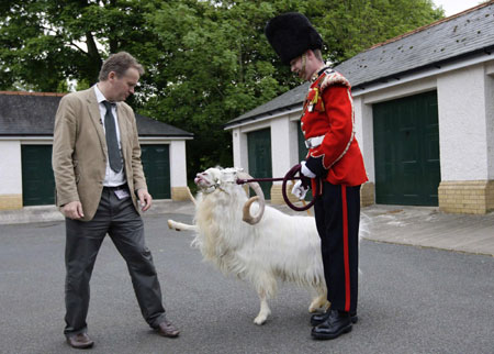 Goat William Windsor parades for his retirement