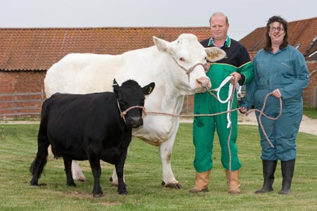 Gordon Brown the calf: UK's smallest cow