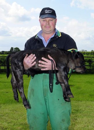 Gordon Brown the calf: UK's smallest cow