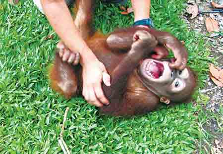 人猿“笑声”源自千万年前同一祖先