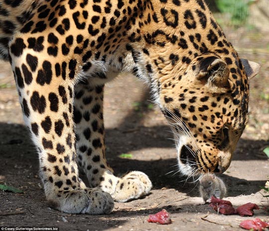 Rat steals leopard's lunch <BR>小老鼠豹口夺食物(图)