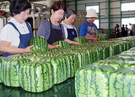 JP unveils square watermelon <BR>日培育出方形西瓜(图)
