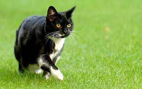 英国唐宁街“第一猫”西比尔去世
