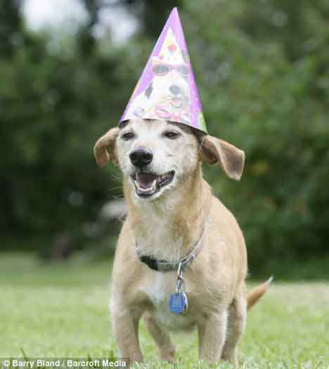 世界最长寿狗喜庆26岁生日
