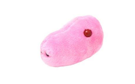 美玩具公司生产猪流感毛绒玩具