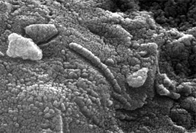 美宇航局发现火星细菌 成生命新证据