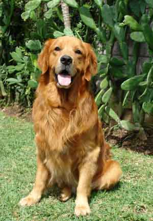 拉布拉多犬连续第19年当选美国最受欢迎犬种