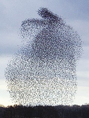 Starling flocks form rabbit <BR>群鸟舞出兔子造型(图)