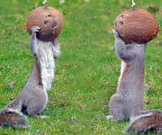 Squirrels nabbed by coconuts <BR>松鼠偷吃椰子被卡(图)