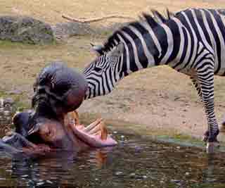 Zebra puts head in hippo mouth <BR>斑马帮河马清牙齿(图)