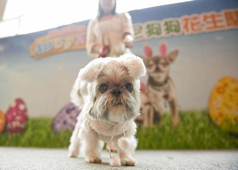 Cute dogs beauty contest in Hong Kong