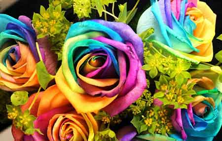 荷兰花商培育出彩虹玫瑰 单支售价24.49磅