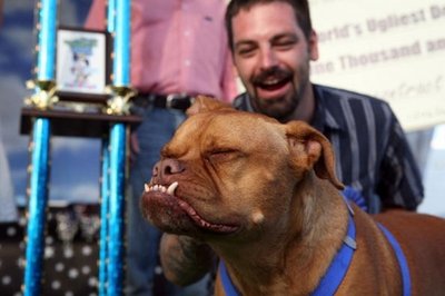 世界上最丑的狗去世 曾为公益募款10万美元