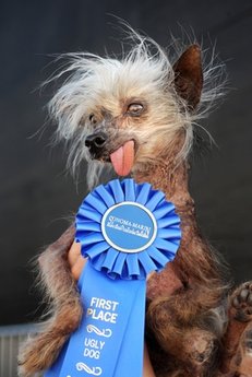 世界上最丑的狗去世 曾为公益募款10万美元