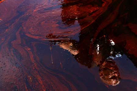 墨西哥湾漏油致海洋生物大逃亡