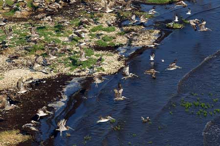 墨西哥湾漏油致海洋生物大逃亡